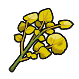 Sour Herba Mystica